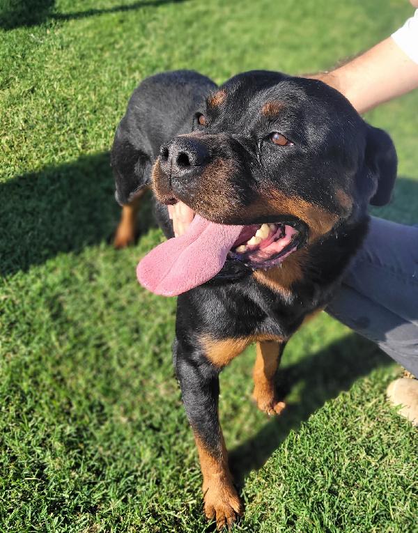 Straordinaria Rottweiler di nome Beverly Foto 2